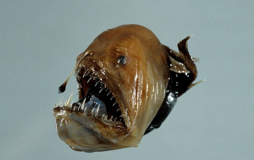 Humpback Anglerfish Facts, Habitat, Diet, Life Cycle, Pictures