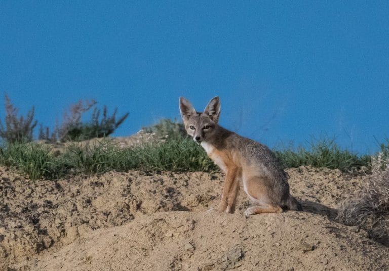 Kit Fox Facts, Habitat, Diet, Life Cycle, Baby, Pictures