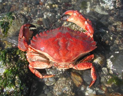 Red Rock Crab Facts, Habitat, Diet, Life Cycle, Pictures