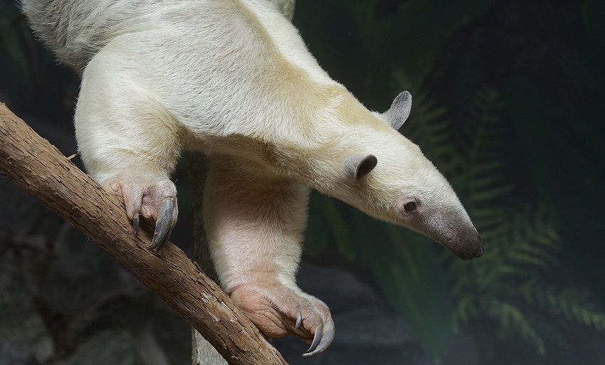 Southern tamandua - Wikipedia