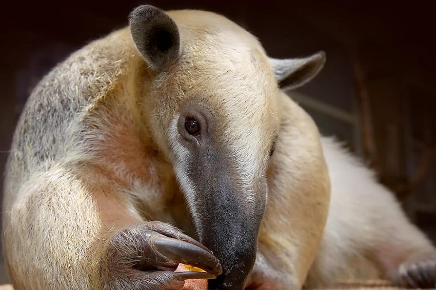 Southern tamandua - Wikipedia