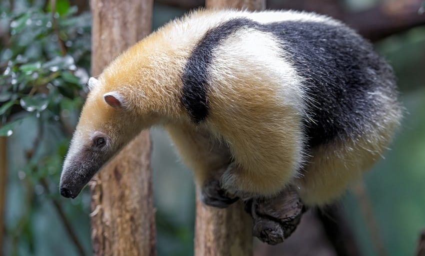 Southern Tamandua (Tamandua tetradactyla) in defensive posture