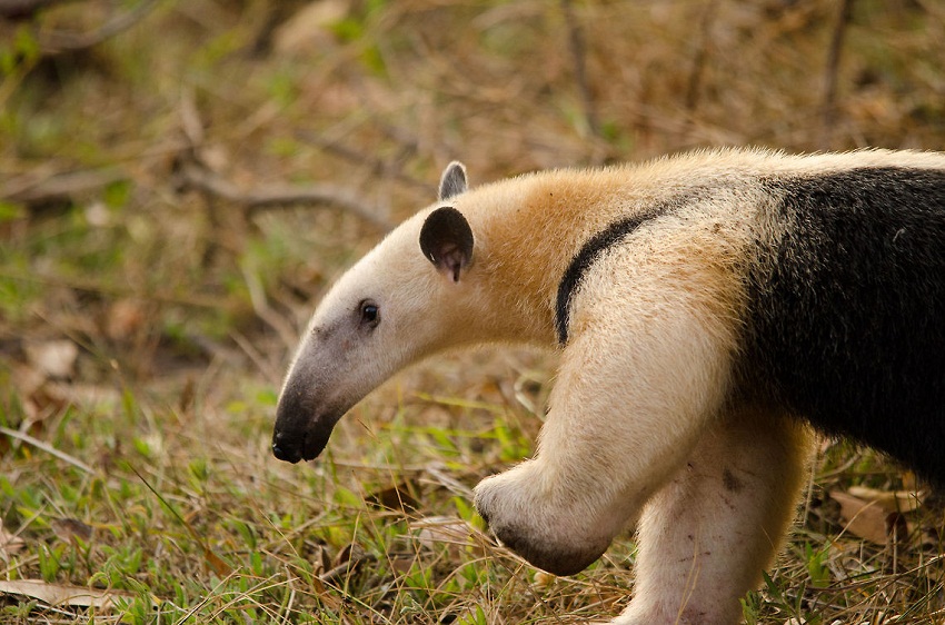 Southern tamandua - Wikipedia