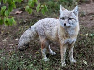 Corsac Fox Facts, Habitat, Diet, Life Cycle, Baby, Pictures