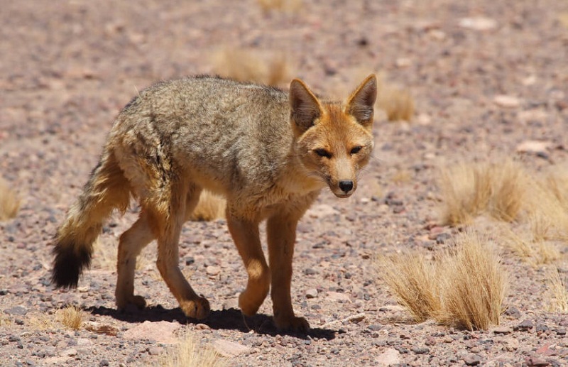 Culpeo Fox Facts, Habitat, Diet, Life Cycle, Baby, Pictures