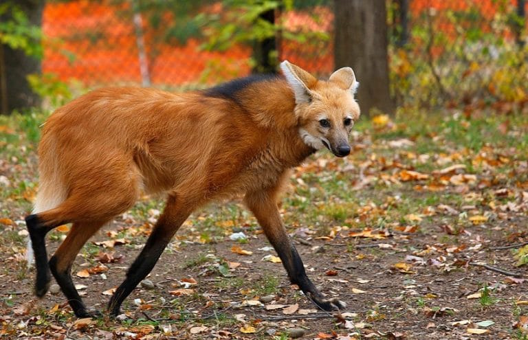 maned wolf order maned wolf order