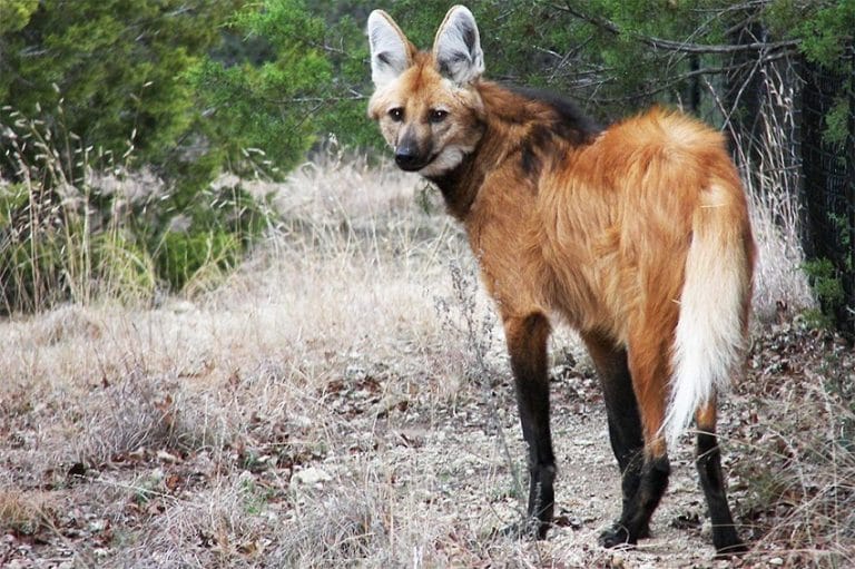 Maned Wolf Facts, Habitat, Diet, Life Cycle, Baby, Pictures