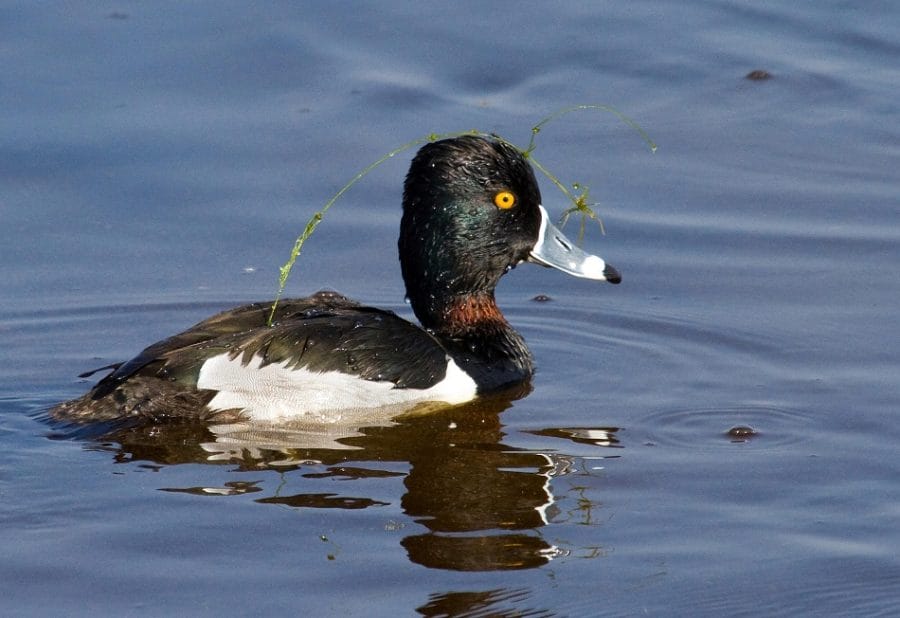 Ring Neck Duck