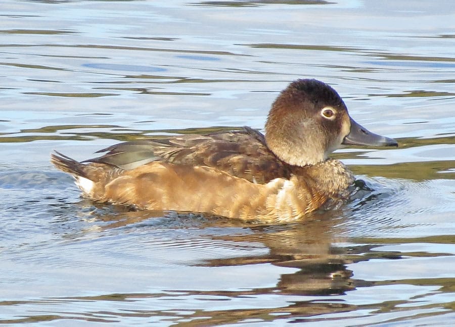 Ring-necked Duck Images – Mia McPherson's On The Wing Photography