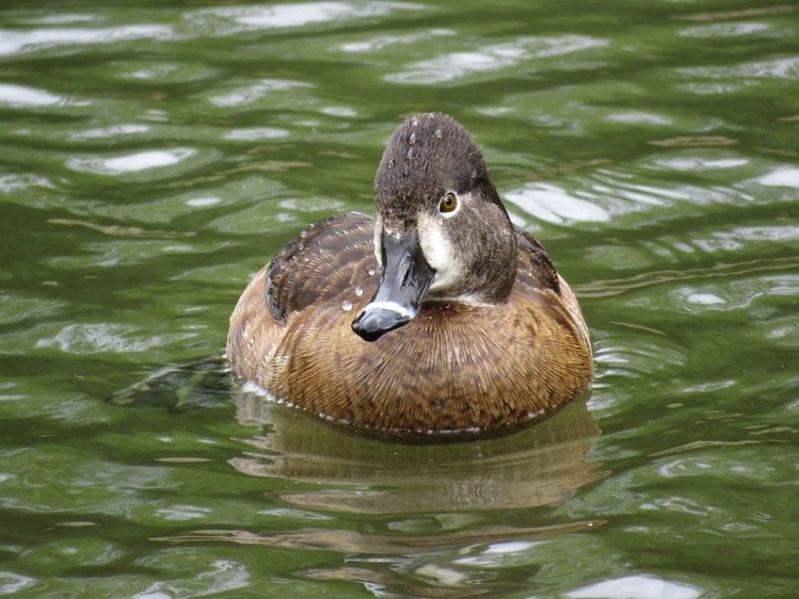 Ring-necked Duck Diving 15-1109-2278 | A Ring-necked drake t… | Flickr