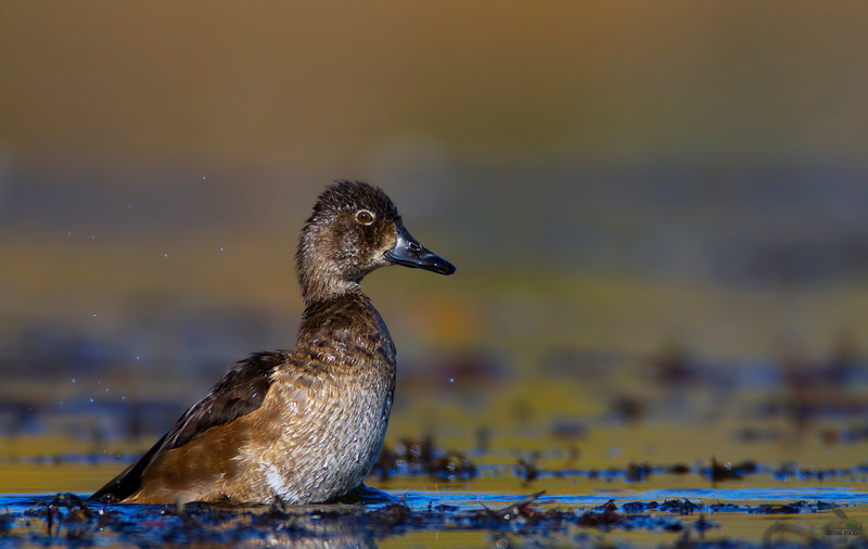 A portrait of a female Ring-necked Duck (Aythya collaris), Bitterroot  Valley, Montana Stock Photo - Alamy