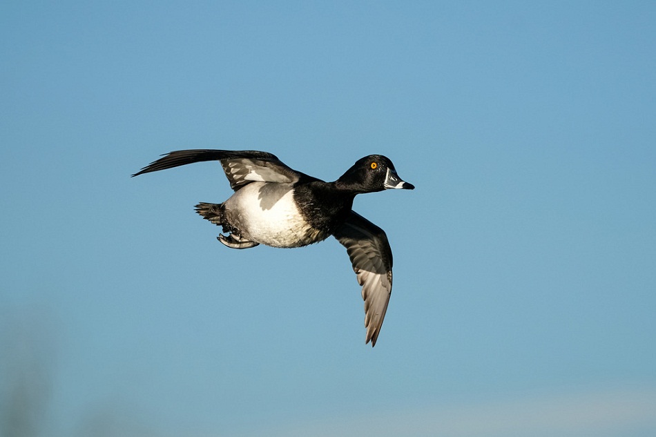 Ring-Necked Duck Diving, Magnuson Park, Seattle, Washington | Living  Wilderness Nature Photography