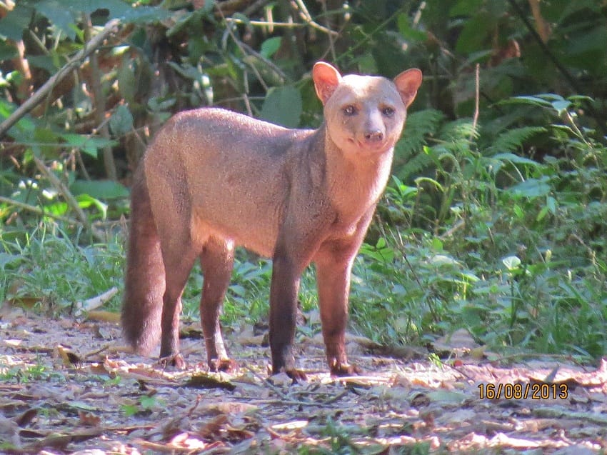 Short-eared Dog (Zorro) Facts, Habitat, Diet, Life Cycle, Baby, Pictures