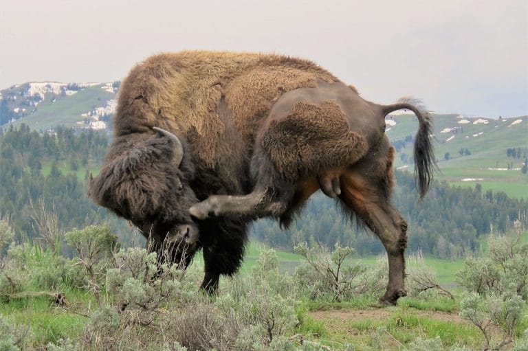 Life cycle of bison