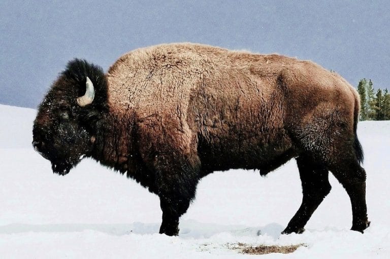 American Bison (American Buffalo) Facts, Habitat, Diet, Life Cycle ...