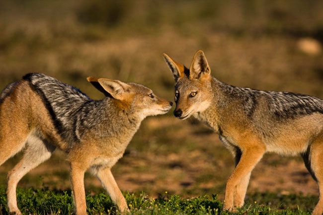 Black Backed Jackal Facts, Habitat, Diet, Life Cycle, Baby, Pictures