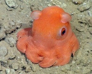 Flapjack Octopus Facts Habitat Diet Life Cycle Baby Pictures flapjack-octopus-facts-habitat-diet-life-cycle-baby-pictures