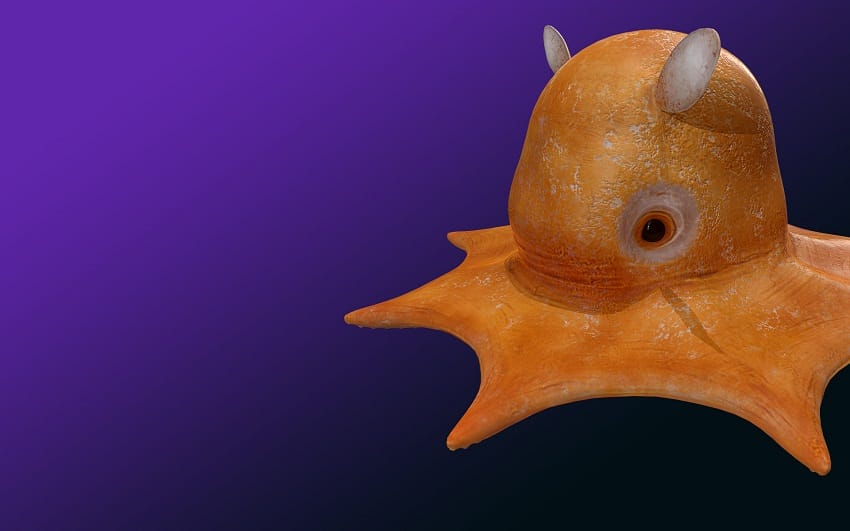 Opisthoteuthis Californiana Opisthoteuthis Californiana