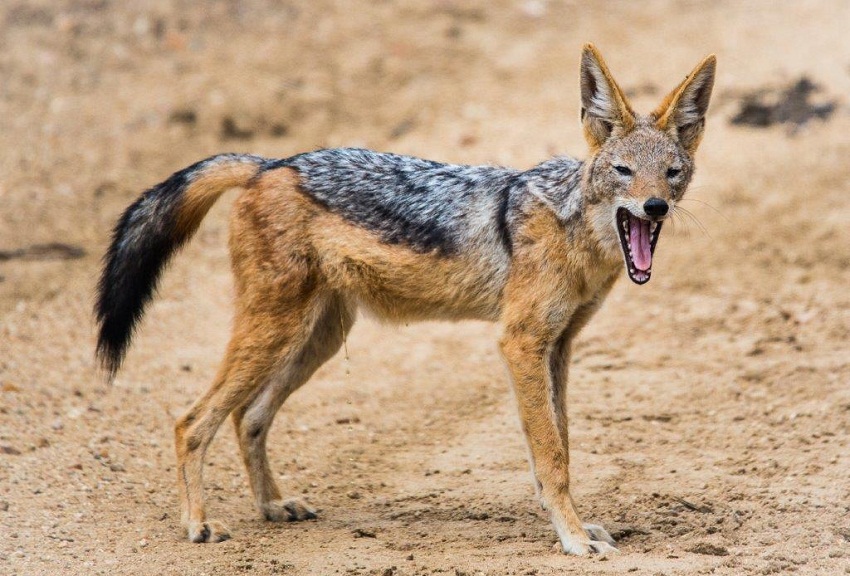 Black Backed Jackal Facts, Habitat, Diet, Life Cycle, Baby, Pictures