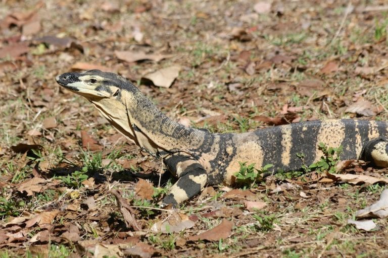 Lace Monitor Facts, Habitat, Diet, Life Cycle, Pictures