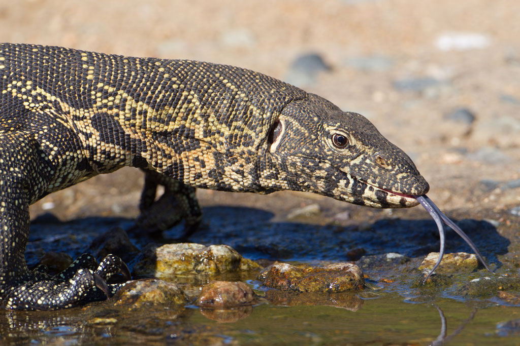 Nile Monitor Facts, Adult Size, Habitat, Diet, Pictures