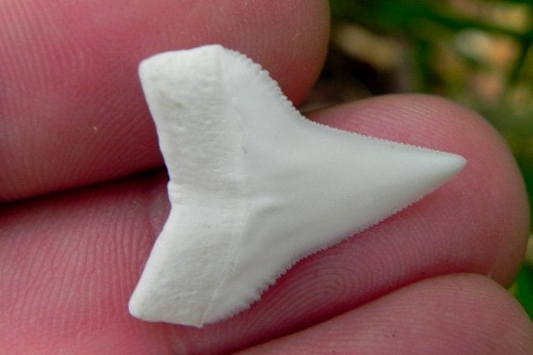 Oceanic Whitetip Shark Facts, Habitat, Diet, Life Cycle, Pictures