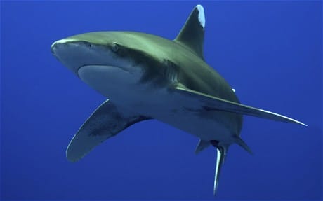 Oceanic Whitetip Shark