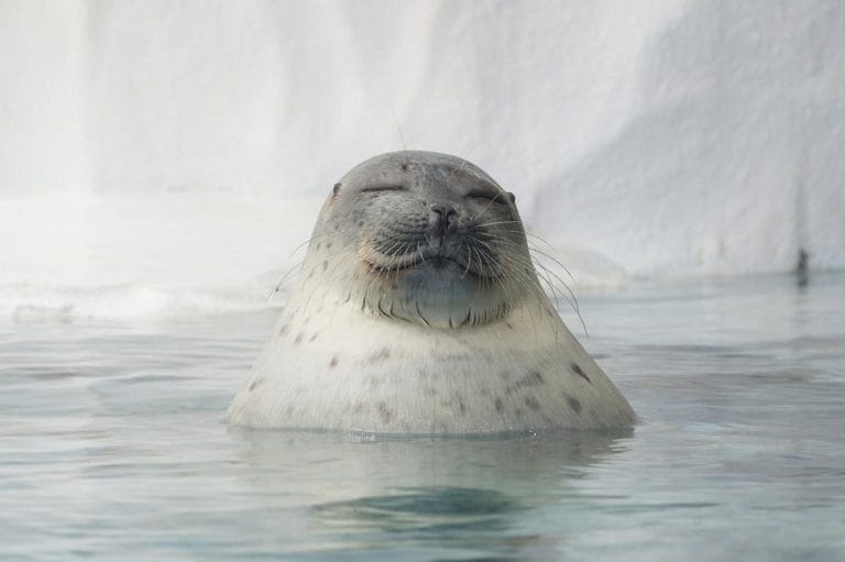 Ringed Seal - Facts, Habitat, Diet, Life Cycle, Baby, Pictures