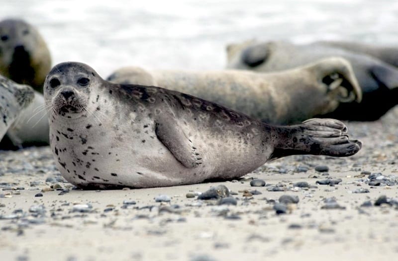 Seal Life Cycle For Kids