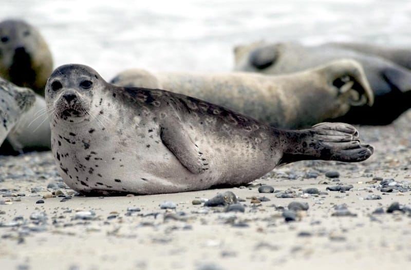 Ringed Seal Facts, Habitat, Diet, Life Cycle, Baby, Pictures