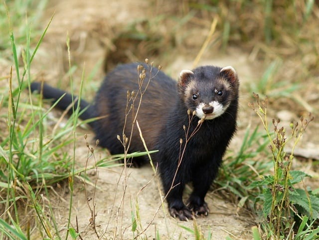 Image result for Steppe polecat