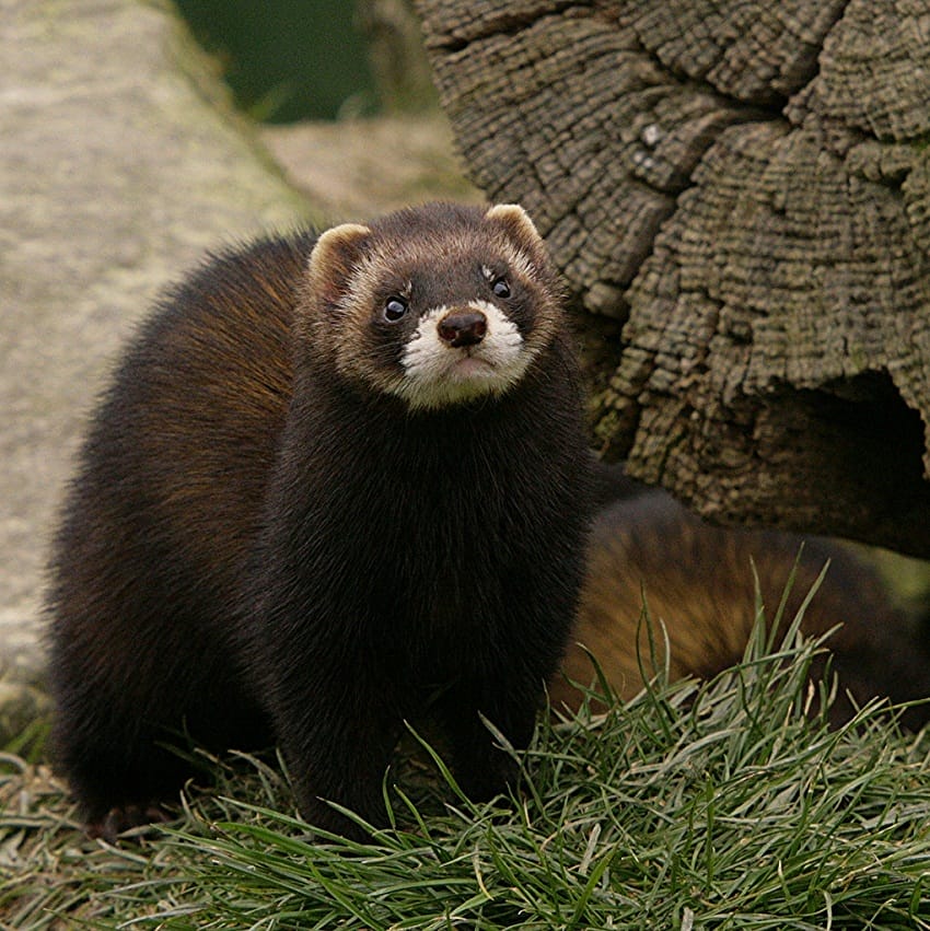 european polecat ferret