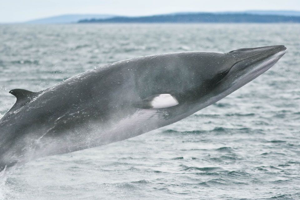Minke Whale Facts, Habitat, Diet, Life Cycle, Baby, Pictures