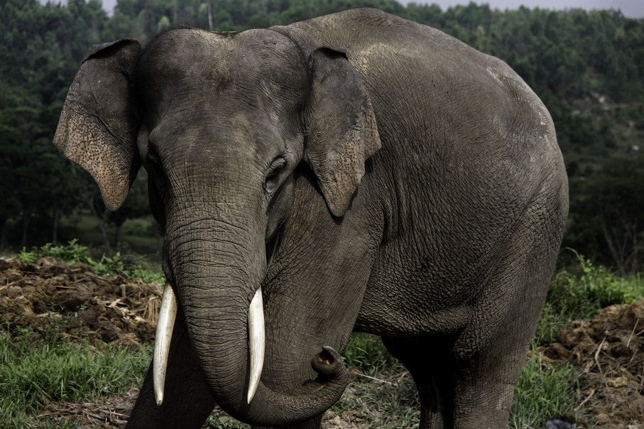 Sumatran Elephant Facts, Habitat, Diet, Life Cycle, Baby, Pictures