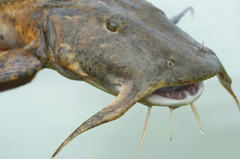 Goonch Catfish (Giant Catfish) Facts, Habitat, Diet, Pictures