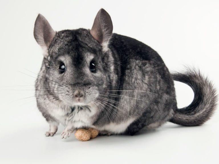 Shorttailed Chinchilla Facts, Habitat, Diet, Pictures
