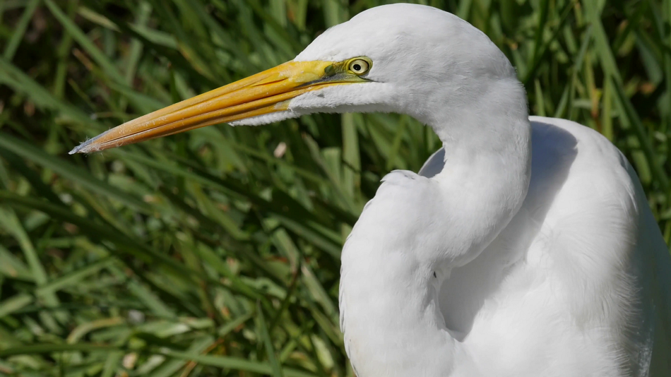 Great White Egret Facts, Habitat, Diet, Pictures