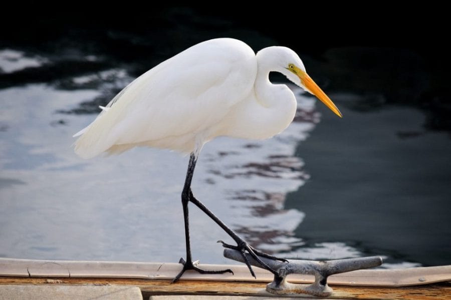 Great Egret Image