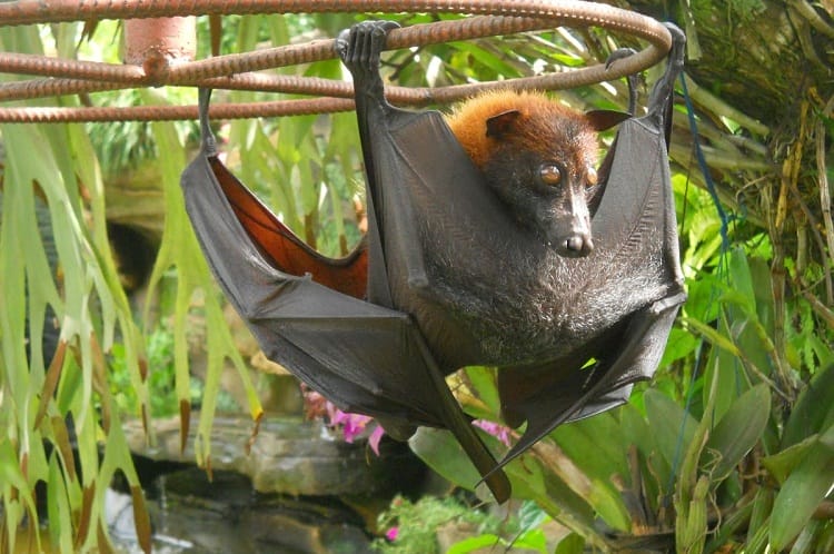 Giant Flying Fox Bat Baby