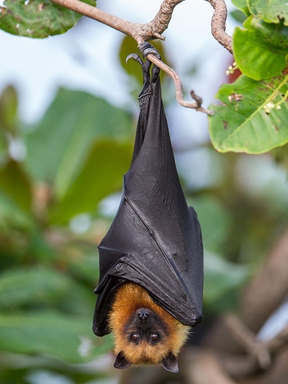 Large Flying Fox Facts, Habitat, Diet, Pictures