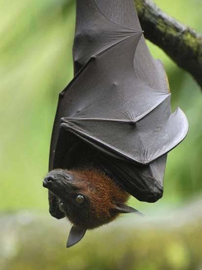 giant flying fox