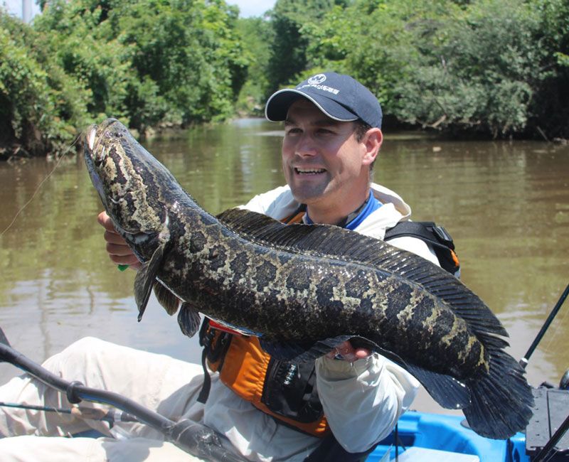 The Northern Snakehead: Ugly to Look At, But Delicious and