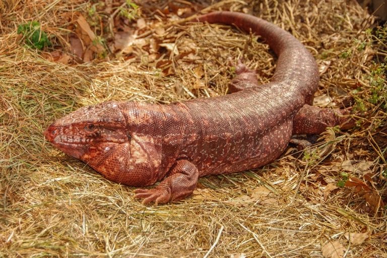Argentine Red Tegu Lizard - Facts, Habitat, Diet, Pictures, and More