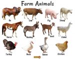 Farm Animals List, Facts, and Pictures