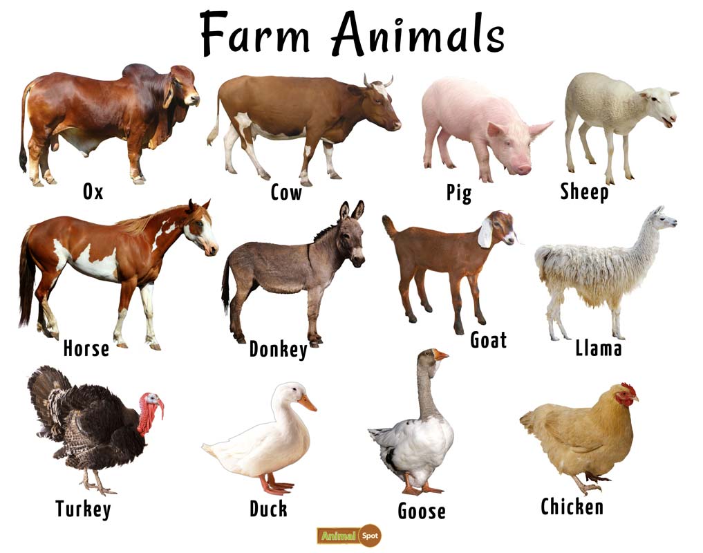 Farm Animals List, Facts, and