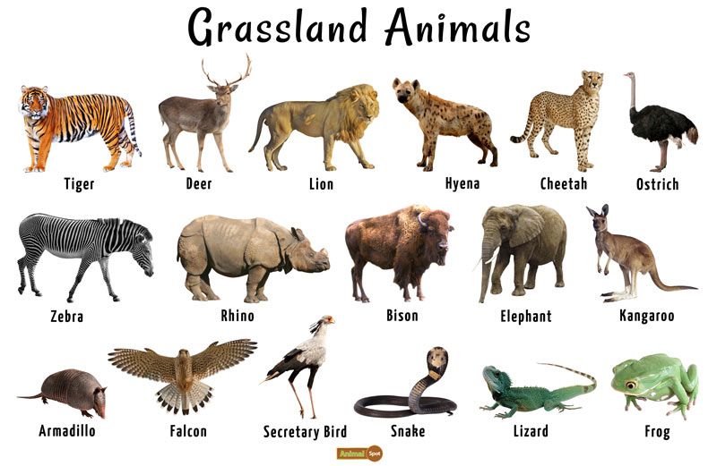 Grassland Animals List, Facts, Adaptations, Pictures