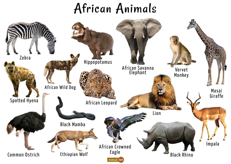 List of Wild Animals and Endangered Species of Africa