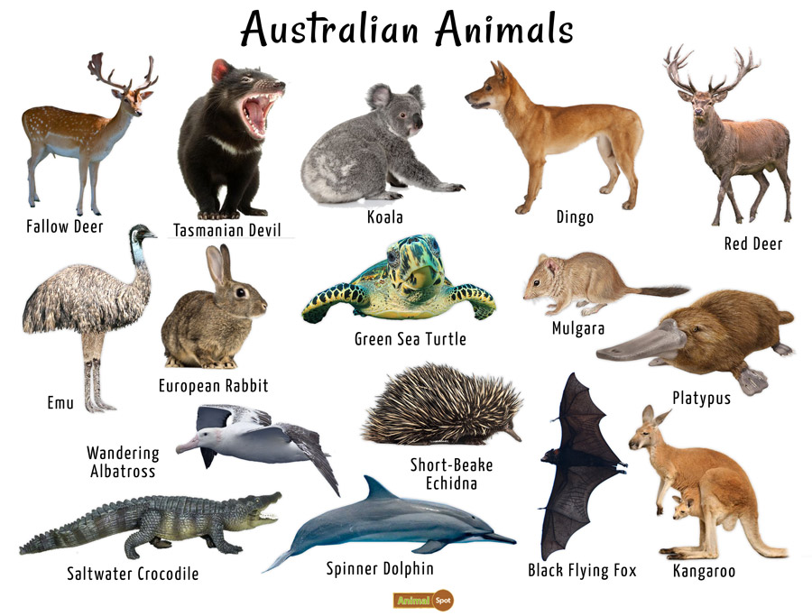 Australian Animals List, Facts, Conservation, Pictures