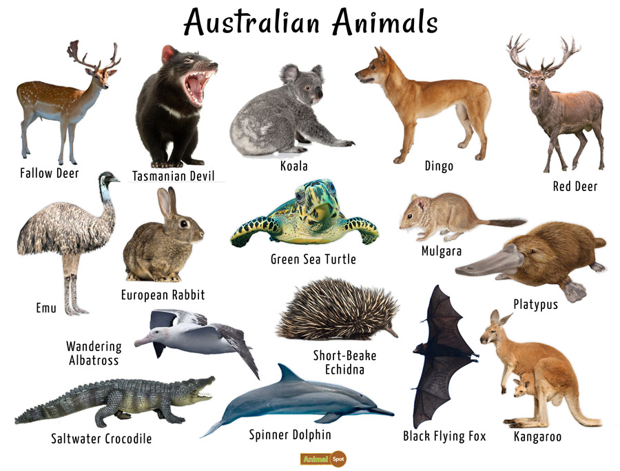 Australian Animals Facts, Conservation,