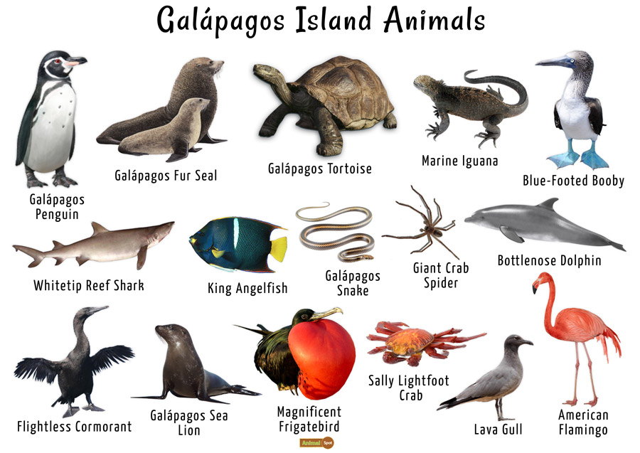 Galapagos Islands Animals List, Facts, and Pictures